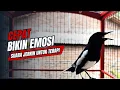 Lagu suara BURUNG kacer GACOR ngeplong KONSLET Tarung ini Paling Ampuh buat PANCINGAN KACER agar EMOSI