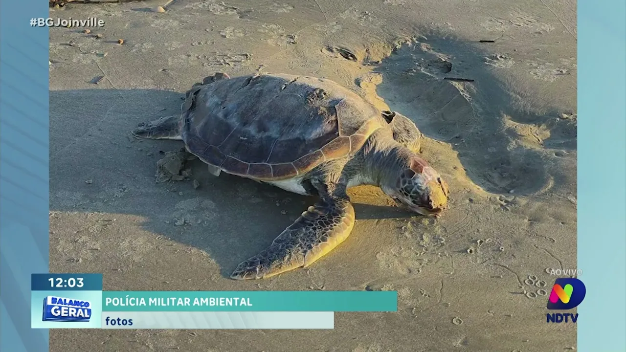 Tartarugas verdes são resgatadas de redes de pesca ilegais em Itapoá