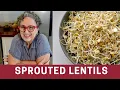 How to Sprout Lentils with NO Jar The Frugal Chef
