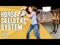 Horse Anatomy Breaking Down a Horse s Skeletal System