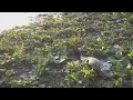 Alligators in Tennessee