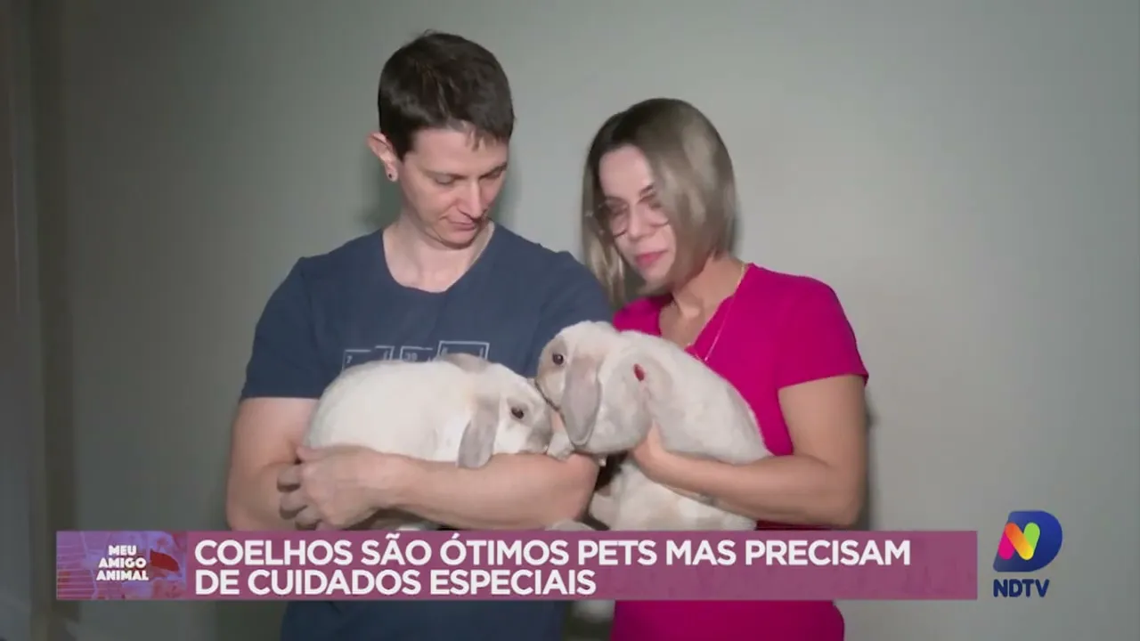 Meu Amigo Animal: coelhos são ótimos pets mas precisam de cuidados especiais