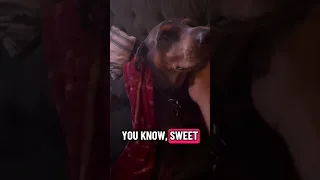 .. #Fyp #dream #doberman #pets