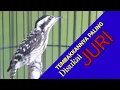 Download Lagu JERITAN TAJAM PELATUK SAMPIT SUPER JERNIH