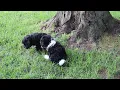 Havapoo Puppies For Sale