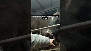 Чүй тв. Эттин баасы эмне үчүн кымбат. Бука багуу откорм. Фермерлер менен баарлашуу. Откорм .