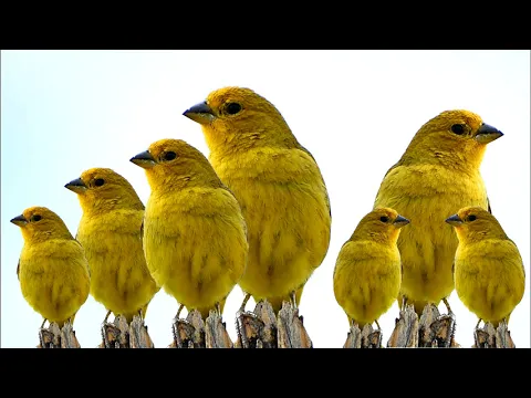 Download MP3 Saffron Finch cantando para testar fibra e estímular o canto dos seus campeões !!!