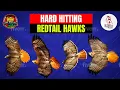 3 11 Hard Hitting Redtail Hawks for Falconry