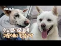 Download Lagu [EN] Baekgu with bullet wounds in the head... changed like this | Gwi-dong EP.2