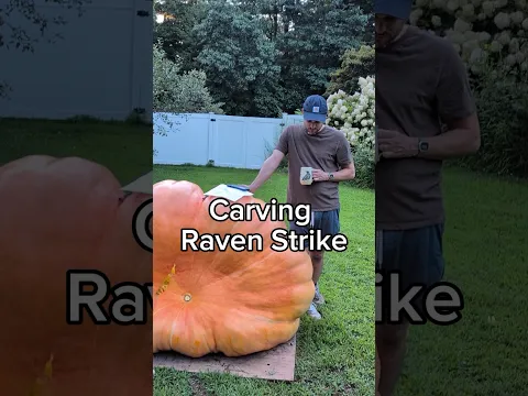 1500 lb Jack-o'-lantern in August 🎃🐦‍⬛ #giantpumpkin #ravenstrike #gardening #pumpkin #halloween