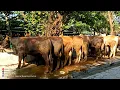 Download Lagu Mulai 21.5 Juta !! Sapi Qurban 2025 Super Ekonomis !! Paling Ramai Di Cari DKM !!