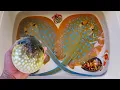 Download Lagu Tangkap ikan pari dan ikan buntal, kelomang, siput, keong, kepiting, ikan laut, ikan nemo, starfish