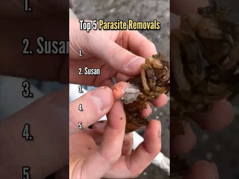 Top 5 Shrimp Parasites Removals! 🦐 #animals #nature #shorts