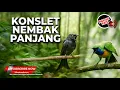 Lagu 🔴 Live Tembakan Kasar Pukulan Panjang Srigunting Abu Gacor vs Cucak Cungkok Super Gacor
