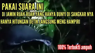 suara ruak ruak kusus buat yang gak mau keluar sangkar sarang ruak ruak tv