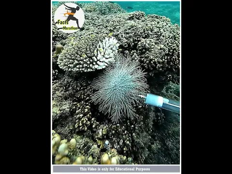 ஏன் இதுக்கு Injection போடுறாங்க 😱 #starfish