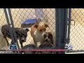 Odessa Animal Control forced to consider euthanization