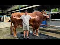 Download Lagu SAPI JUMBO BARU AKBAR FARM🔥TINGGI BUANGET❗️