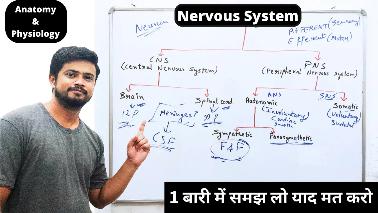 ( तंत्रिका तंत्र ) Nervous System Anatomy and Physiology in Hindi