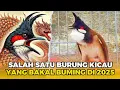 Download Lagu BURUNG KICAU PENDATANG BARU YANG BAKAL RAME DI TAHUN 2025