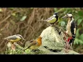Download Lagu Bird Sounds Spectacular : 8 HOURS of Beautiful British Birds