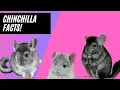 Discover 5 Fascinating Facts About Chinchillas