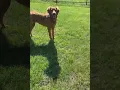 Punkin-KS available for adoption through IDOG Rescue 21