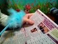 Angela Bright Personal Ads from The Globe Soft Spoken Chewing Gum Soft Feather Pen Quiet ASMR
