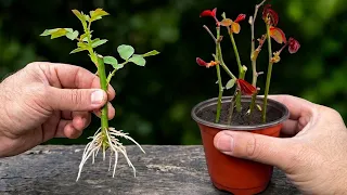🌹 Multiplica tus Rosas: El Secreto para que No se Pudran, Desde el Corte hasta el Trasplante