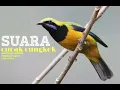 Suara CUCAK CUNGKOK dengan jeda air mengalir