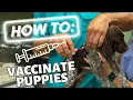 How To Vaccinate Your Puppy