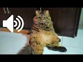 MALE CAT IN HEAT CALLING FEMALE - PRANK YOUR PETS