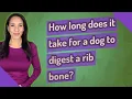 How long does it take for a dog to digest a rib bone