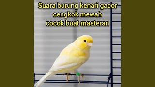 Download Suara Burung Kenari Gacor Cengkok Mewah Cocok Buat Masteran (Live) MP3