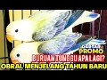 OBRAL LOVEBIRD WARNA CANTIK! MULAI  DARI 950 RIBUAN SAJA
