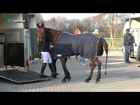 Paard Balkbrug 2024