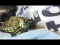 Download Lagu Red eared slider making sounds 🐢