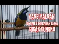 Download Lagu CUCAK CUNGKOK LIVE! 3 Isian Gacor Kunti, Gereja, Bajing – Dengar Sekarang!\