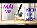 Download Lagu CHÒE LỬA MÁI HÓT + TẠCH  Kích Trống Hót Cực Nhạy | Tiếng CHÒE LỬA MÁI Hót Hay Mới Nhất. CHÒE MÁI