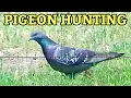 Download Lagu Pigeon Hunting with FX Leopard .22 PCP Air Rifle | Extreme Accuracy + Invasive Controle