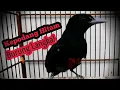 Download Lagu Kicauan Burung Langka Kepodang Hitam Dada Merah Gacor!