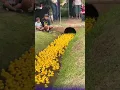 This Duck Race Gives Away Millions Every Year