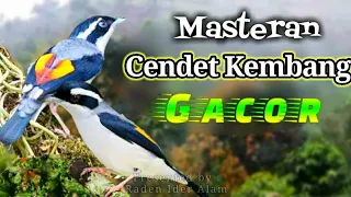 suara burung cendet kembang gacor untuk masteran