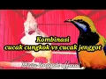 Download Lagu Masteran kombinasi cucak cungkok vs cucak jenggot