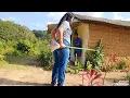 Download Lagu watering the tapioca plants with coffee for the afternoon snack #simplelifeinthecountryside