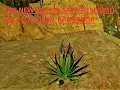 ARK SURVIVAL NEW CACTUS SALT LOCATION ON RAGNAROK
