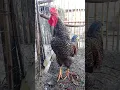 Download Lagu 😃 Gayo cantando 🐓😀