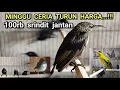 Download Lagu TURUN HARGA❗❗❗MINGGU CERIA 100rb SRINDIT JANTAN❗❗❗