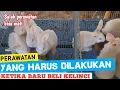 Download Lagu BAGAIMANA CARA MERAWAT KELINCI BARU DI BELI ?