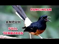 Download Lagu Masteran Murai Batu Full Isian | Suara Burung, Relaksasi Alam, Suara Kicau, Meditasi Alam